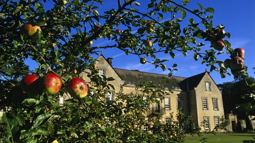 Apple Tree in the orchard in front of the main lawn and Nunnington Hall